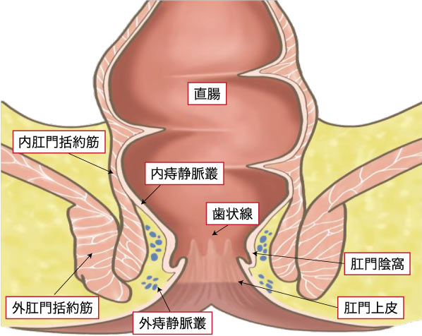 肛門の構造